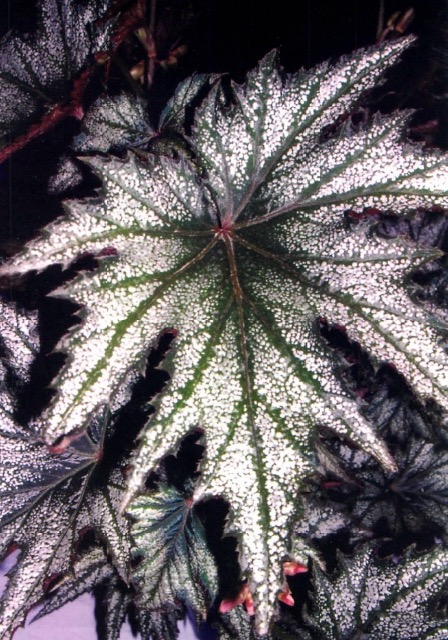 B. ‘Lady Sakamoto’